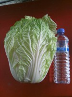 黃金包心白-公斤 (文明有機農場)